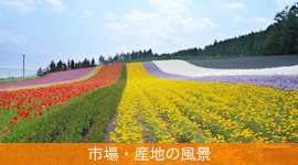 �s��E�Y�n�̕��i